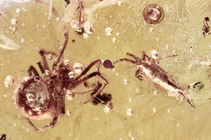 Fossil Spider (Araneae) & Springtail (Collembola) in Baltic Amber #330701